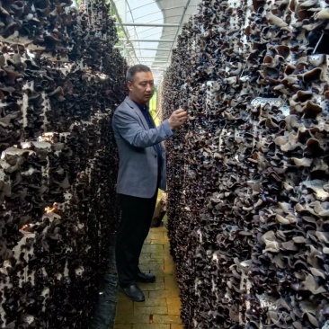 黑木耳供货电商社区团购批发商微商跑江湖供货全国发货代发
