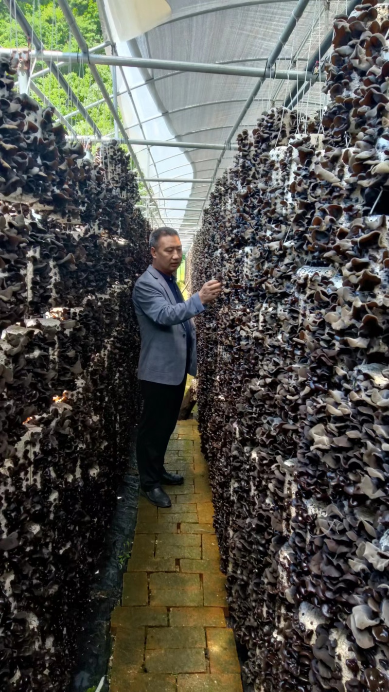 黑木耳供货电商社区团购批发商微商跑江湖供货全国发货代发