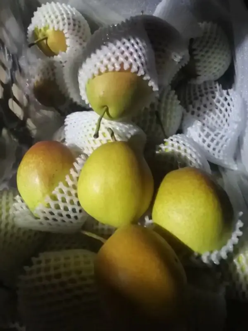 精品红香酥梨产地直发品质保证对接各类客户