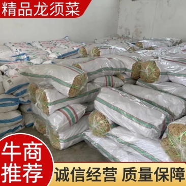 龙须菜，基地发货，质量保证，全国发货，欢迎批发商超联系