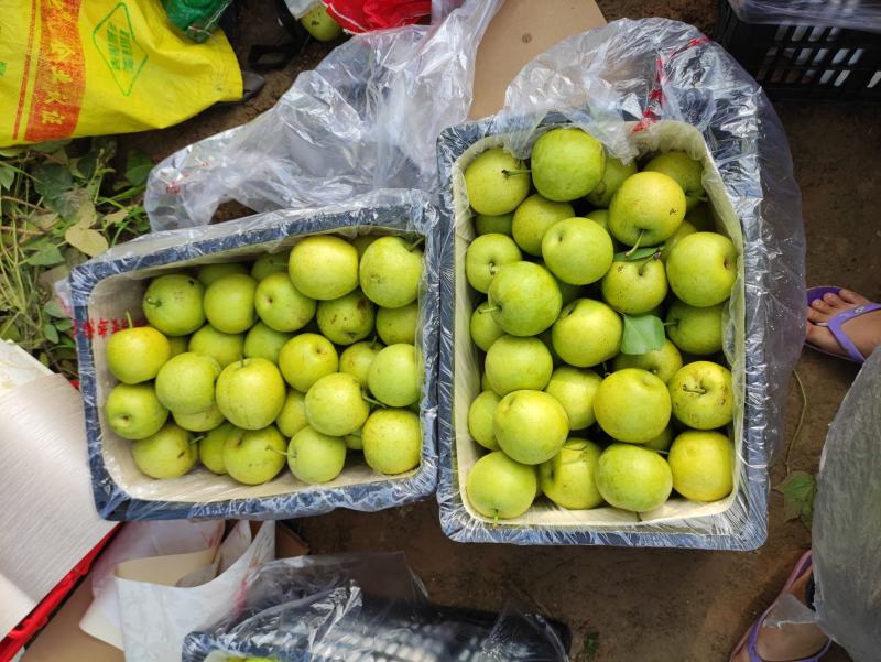 《实力》安徽皇冠梨基地直发品质好价格优，货源稳定全国