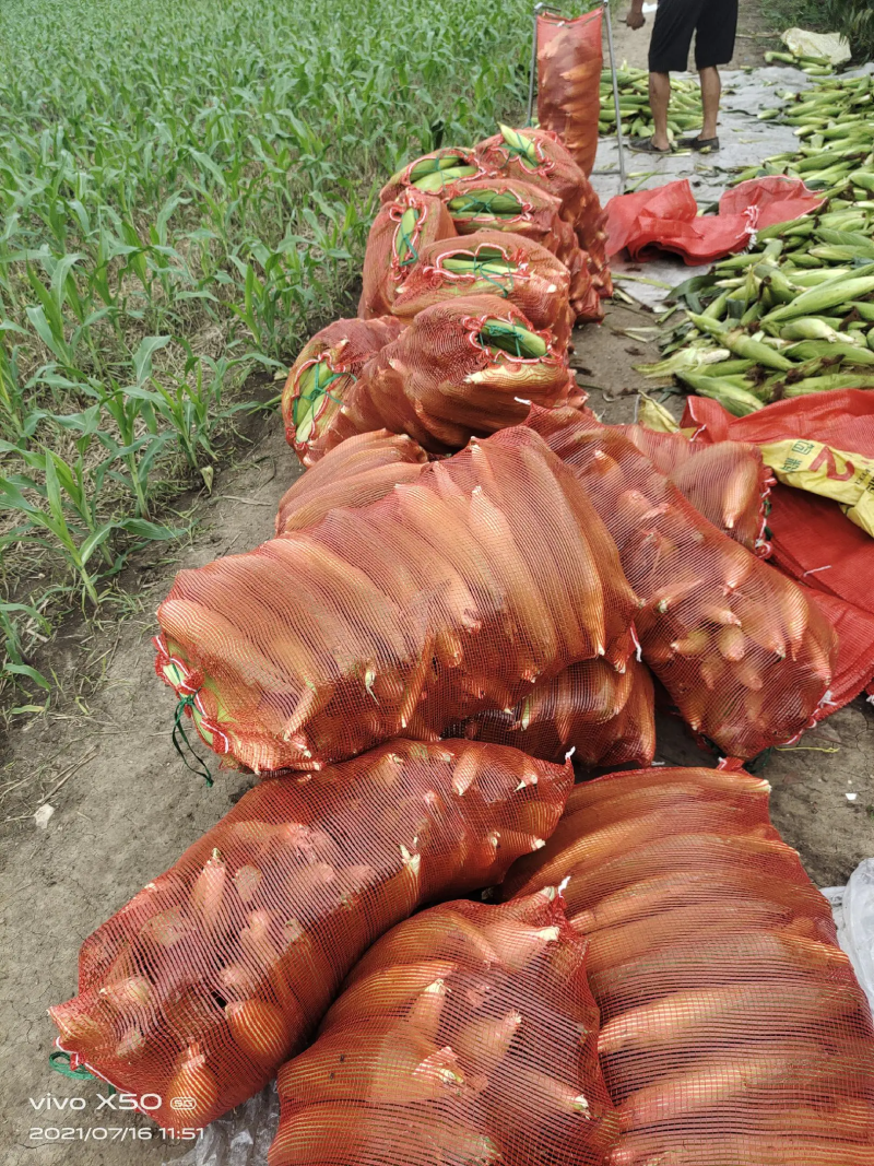 粘玉米，336，万糯188，美玉27大量现货供