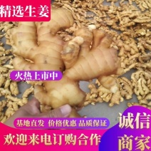 【推荐】山东生姜产地直销一手货源批发生姜，小黄姜