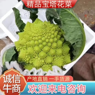 宝塔花宝塔菜（张北现货），质量优先，山东高品质