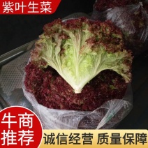 【热卖】紫叶生菜2两~3两，山东高品质基地直供，欢迎来电