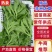 【推荐】淄博（张北）冰草，山东高品质产地直供