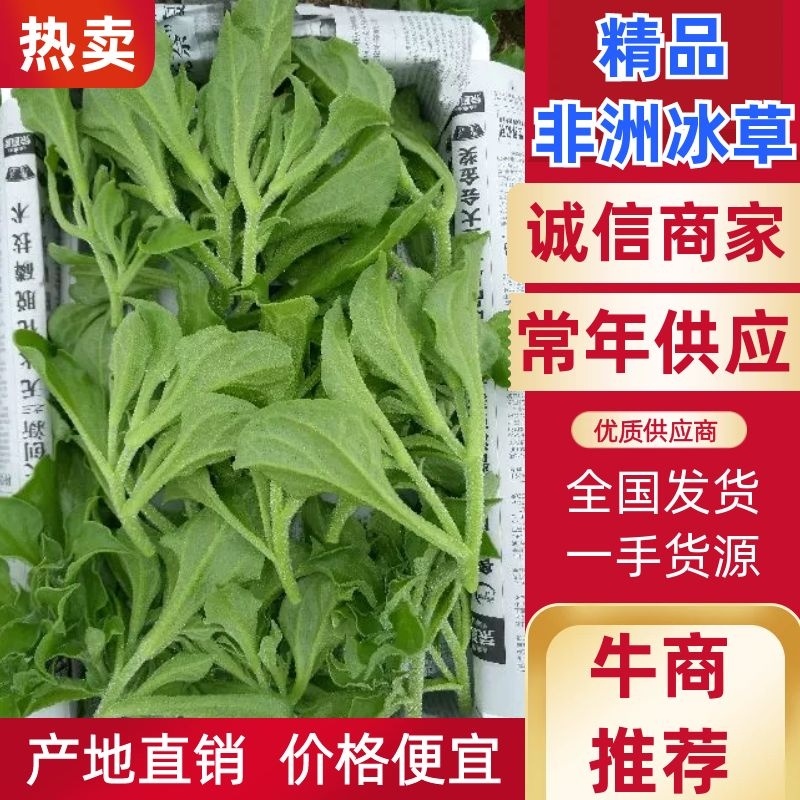 【推荐】淄博（张北）冰草，山东高品质产地直供