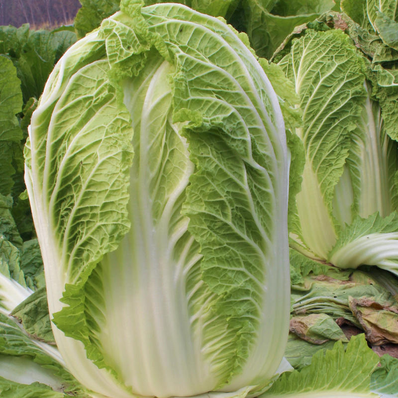丰抗50白菜种子登海夏季耐热白菜籽早熟抗病高产净菜率高