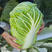 丰抗50白菜种子登海夏季耐热白菜籽早熟抗病高产净菜率高
