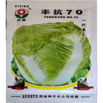 西星丰抗70白菜种子12g倒锥形70天高产大白菜种子