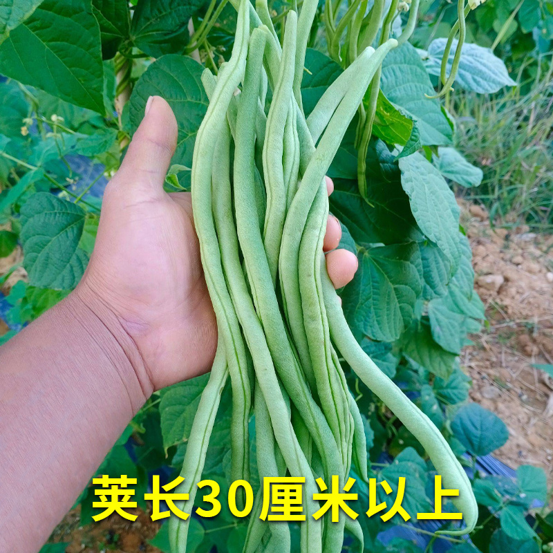 无筋豆豆角种子中熟无架豆种子芸豆种子龙泉**春秋高产