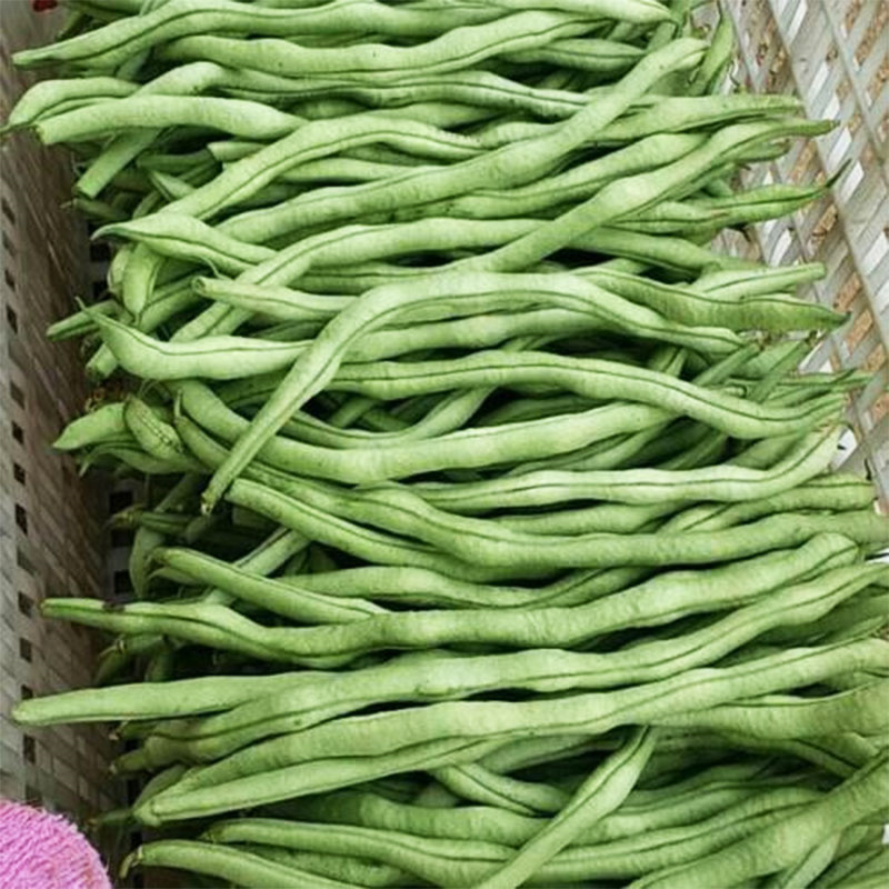 架豆种子高产圆棒型超级泰国架豆种子