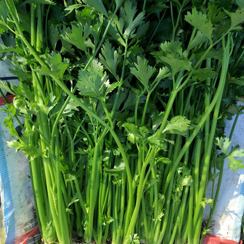 章丘鲍芹特色鲍芹种根芹香脆微甜芹菜实心芹种子