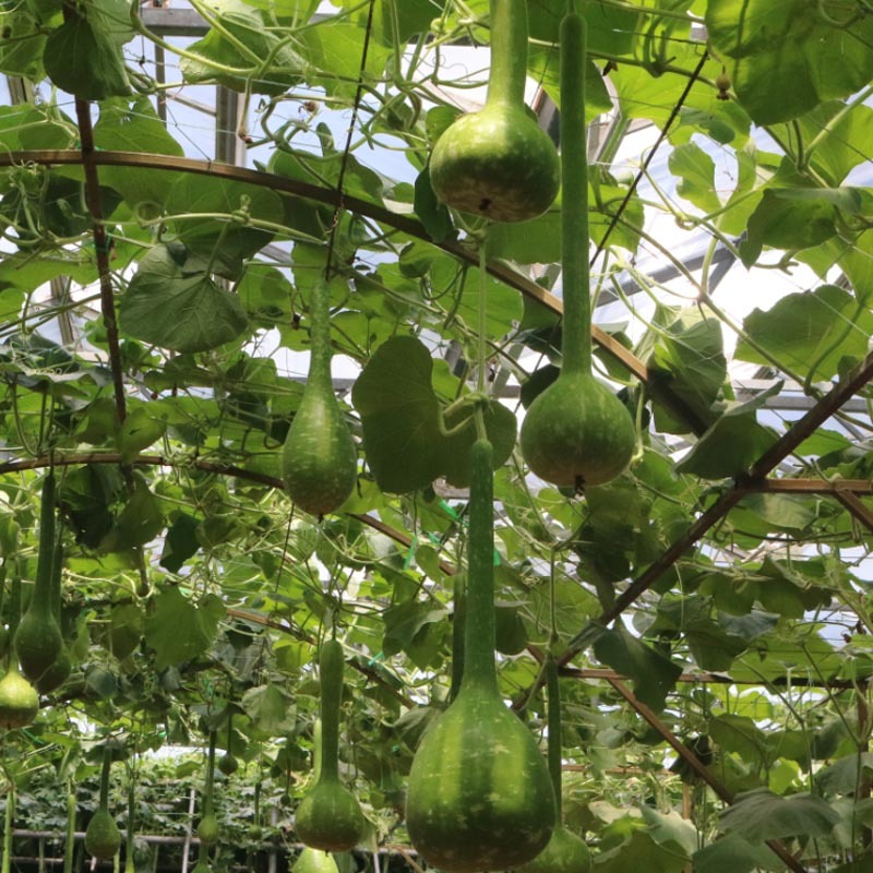 长柄油锤葫芦种子特长大葫芦种孑工艺葫芦搭架作物