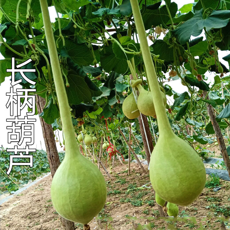 长柄油锤葫芦种子特长大葫芦种孑工艺葫芦搭架作物