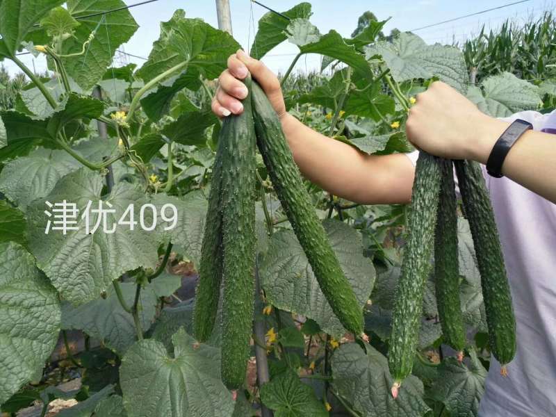 津优409：露地黄瓜、瓜条亮绿、把短条直、抗病性强
