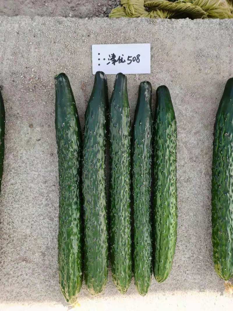津优508：耐热性好、瓜色深绿、口感脆甜、丰产潜力大