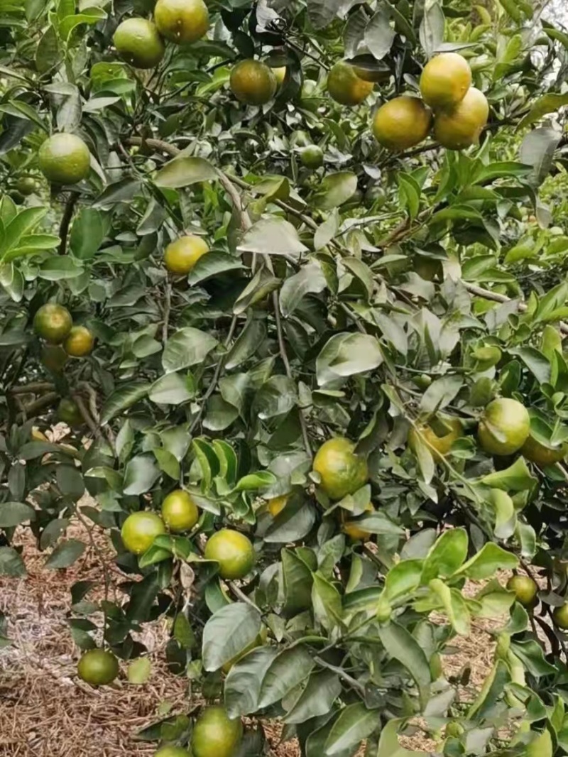 广西广东青皮蜜橘(清香蜜桔)特早熟又叫巴西柑