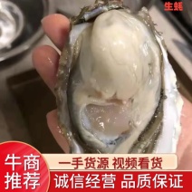 乳山生蚝，三倍体，牡蛎，海蛎子，个头大，规格好