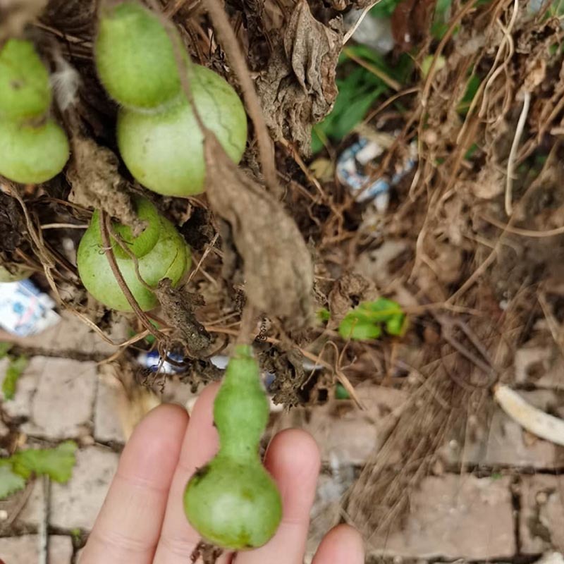 美国铁包金微型小葫芦种子籽特小手捻铁包金葫芦种子3-6厘