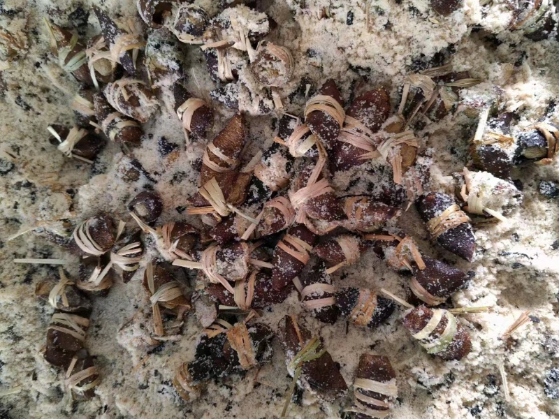 散装40斤批发新会三宝扎陈皮咸橄榄广东特产三宝茶三宝榄