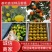 精品高山蜜橘产地供货中、皮薄多汁、无籽无渣、可视频看货