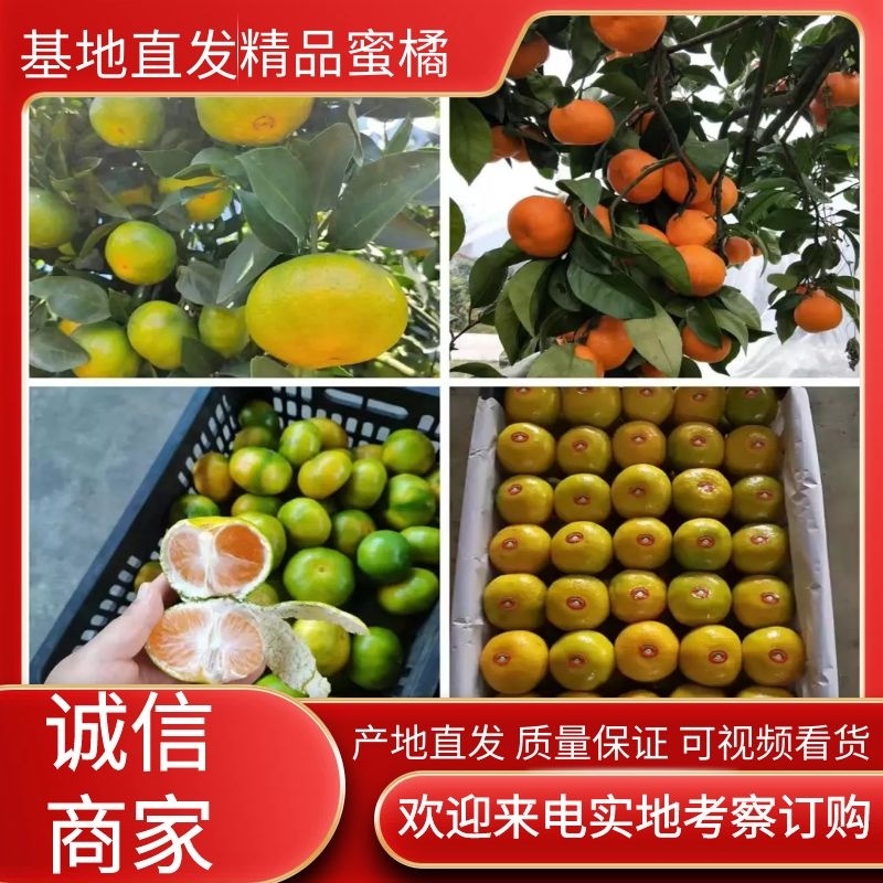 精品高山蜜橘产地供货中、皮薄多汁、无籽无渣、可视频看货