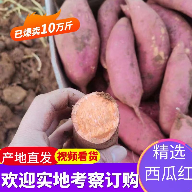 湖北西瓜红红薯大量上市品种齐全货源稳定欢迎全国客商来电