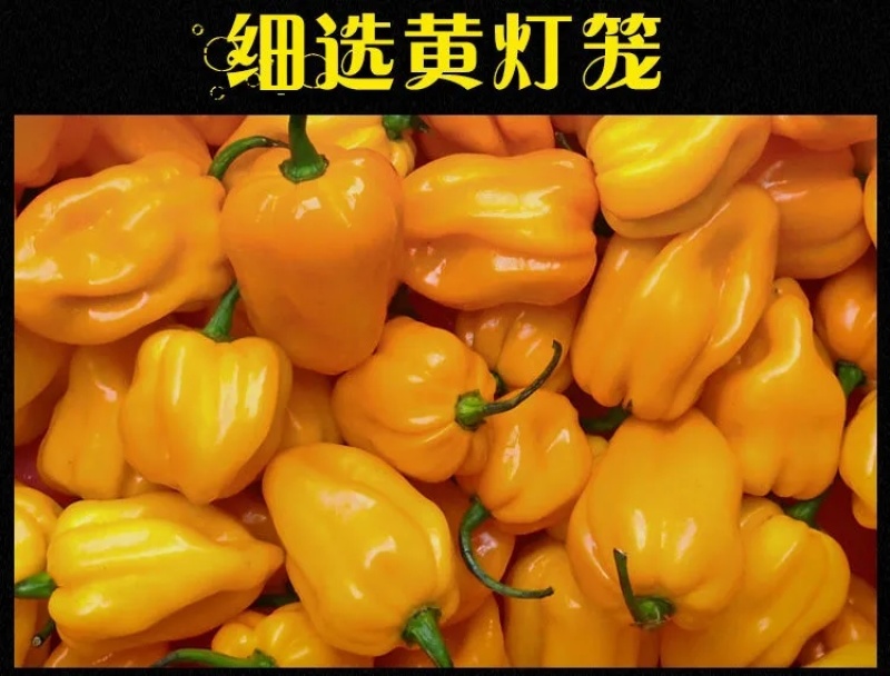 海南特产黄灯笼辣椒酱特价包邮剁椒三亚酱蒜蓉香辣酱超香调味