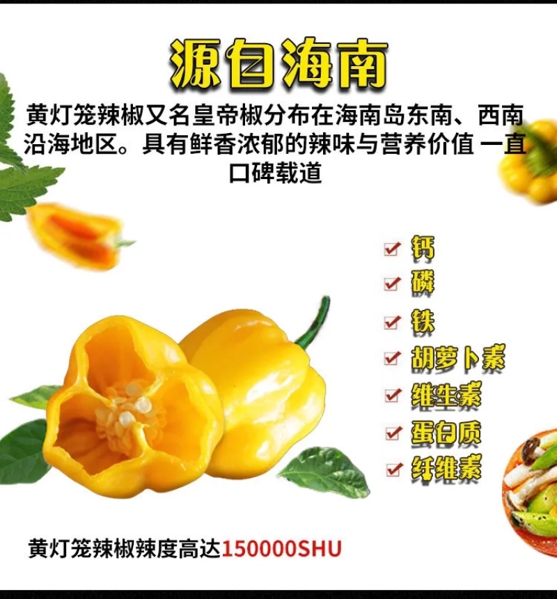 海南特产黄灯笼辣椒酱特价包邮剁椒三亚酱蒜蓉香辣酱超香调味
