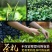 海南寸心白骨大叶苦丁茶100g/200g特产五指山三亚