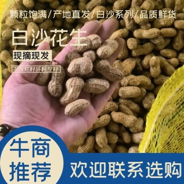 鲜果花生，中花系列，产地直销。电商超市优选