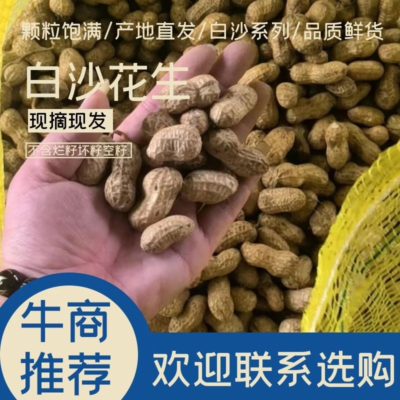 鲜果花生，中花系列，产地直销。电商超市优选