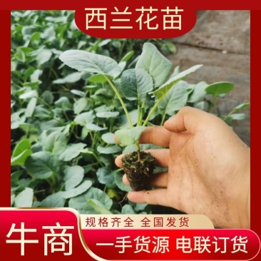 西兰花苗专业基地育苗成活率高技术指导一手货源量大从优