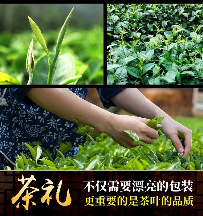 墨绿苦丁茶海南特产五指山大叶新茶100g和250g茶叶好