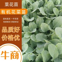 有机花菜，〈越冬花菜〉川岛白玉四季有苗品种齐全
