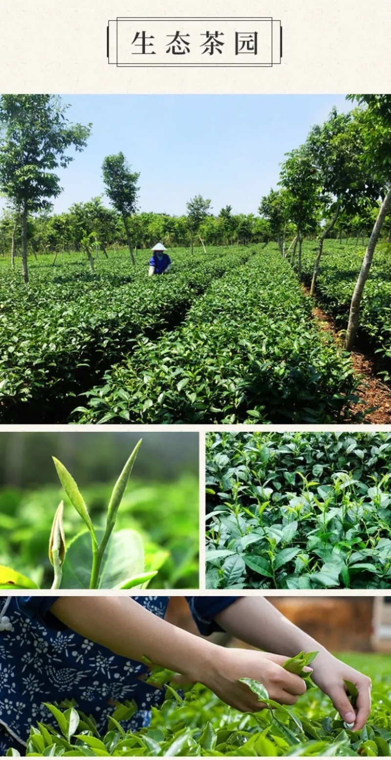 海南兰贵人五指山乌龙茶叶浓香特产新送精美礼盒包邮