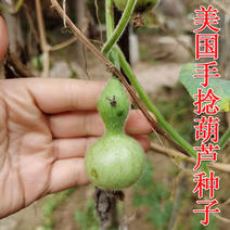 美国铁包金微型小葫芦种子籽特小手捻铁包金葫芦种子3-6厘