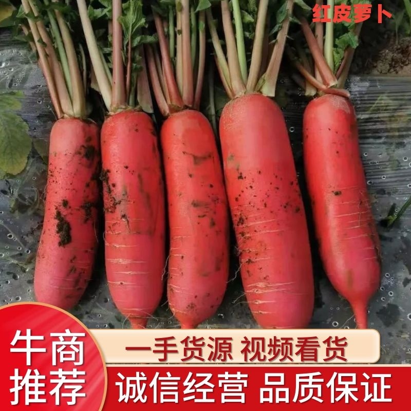 湖北长阳高山红皮萝卜大量上市，诚信经营，客户致上！