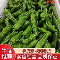 湖北长阳县高山海拔1500米以上的各种优质辣椒大量上市！