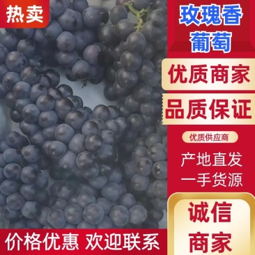 河北卢龙县玫瑰香葡萄货源充足，全国发货，基地直供