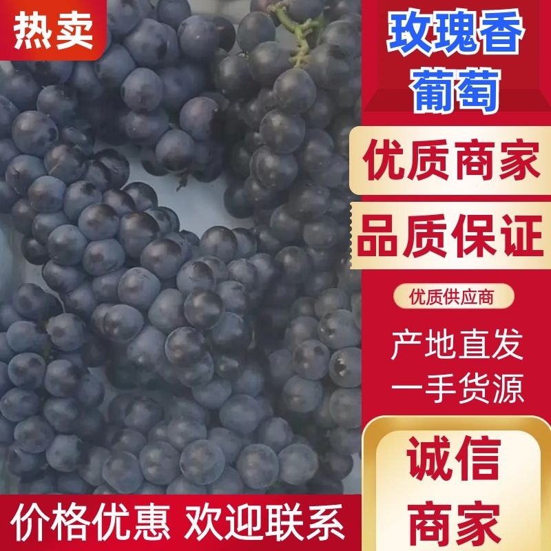 河北卢龙县玫瑰香葡萄货源充足，全国发货，基地直供
