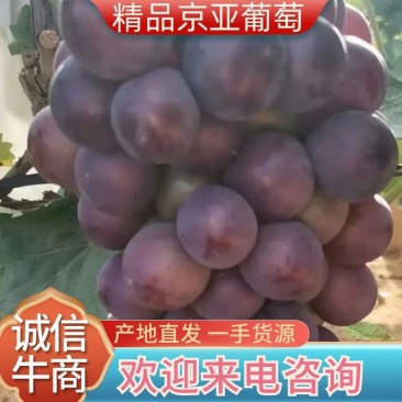 （热销）河北卢龙县京亚葡萄货源充足，全国发货，品质上乘