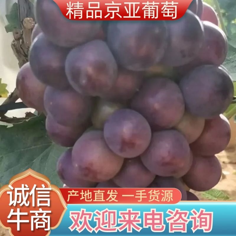 （热销）河北卢龙县京亚葡萄货源充足，全国发货，品质上乘