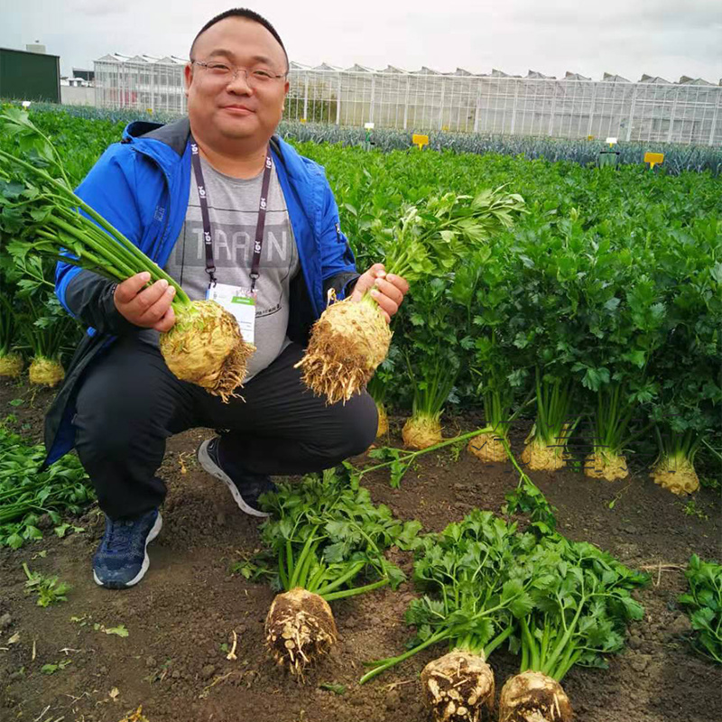 根芹种子芹菜种籽芹菜根栽培盆栽籽种蔬菜阳台菜籽四季孑根芹