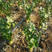 根芹种子芹菜种籽芹菜根栽培盆栽籽种蔬菜阳台菜籽四季孑根芹