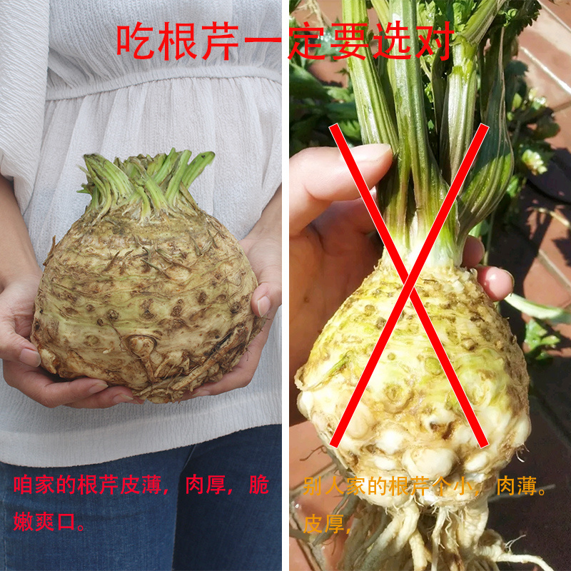 根芹种子芹菜种籽芹菜根栽培盆栽籽种蔬菜阳台菜籽四季孑根芹