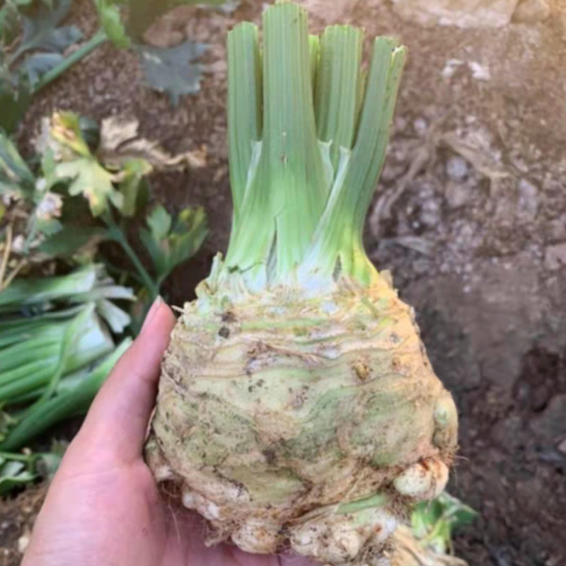 根芹种子芹菜种籽芹菜根栽培盆栽籽种蔬菜阳台菜籽四季孑根芹