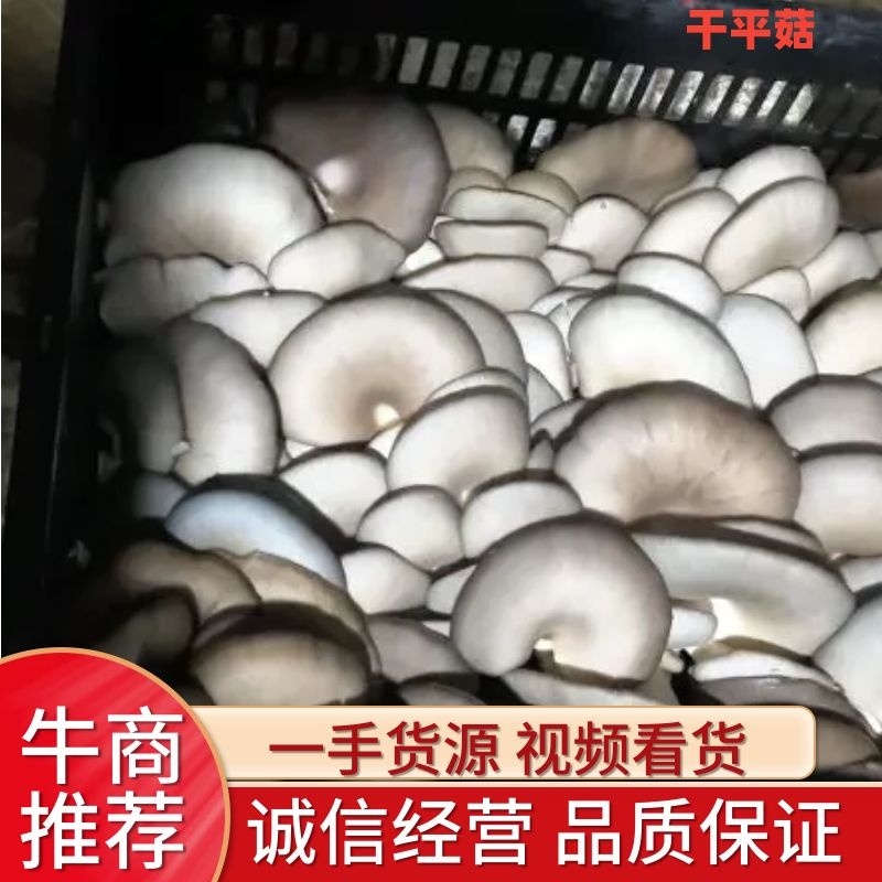 安徽省阜阳市太和县坟台镇平菇种植基地