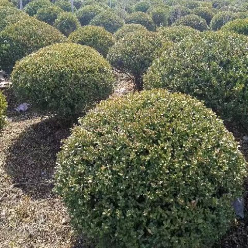 80-150公分朝鲜黄杨球，规格齐全-北方耐寒的黄杨品种
